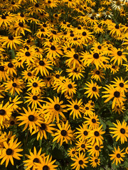 Black-eyed Susan flowers 