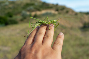 Friendly insect sitting on a hand