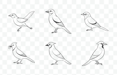 Obraz premium Print Comprehensive Jay Line Art Vector Set Featuring Intricate Designs and Detailed Illustrations for Creative Projects