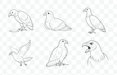Print Buzzard Line Art Vector Set Detailed Buzzard Illustrations for Wildlife Art Projects and Design