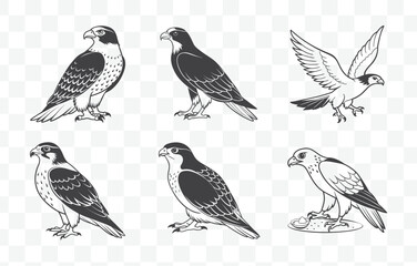 Print Detailed Goshawk Line Art Vector Set Perfect for Artistic Designs and Illustrations