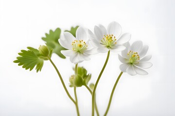 Obraz premium False rue anemone flowers on white background, Ai Generated