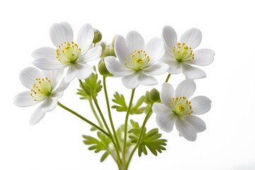 Fototapeta premium False rue anemone flowers on white background, Ai Generated