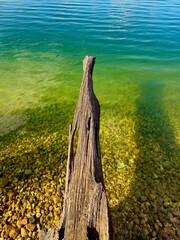 tree on the beachWidok, woda, słońce, wakacje, relaks, natura, drzewo w wodzie