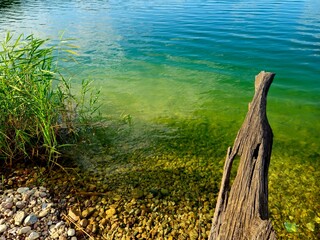 Widok, woda, słońce, wakacje, relaks, natura, drzewo w wodzie