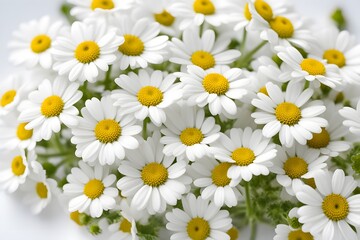 Fototapeta premium Feverfew flowers on white background, Ai Generated