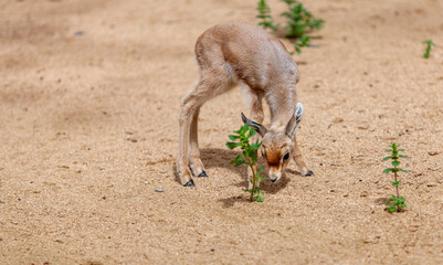 Gazelle calf fawn standing in the sand.