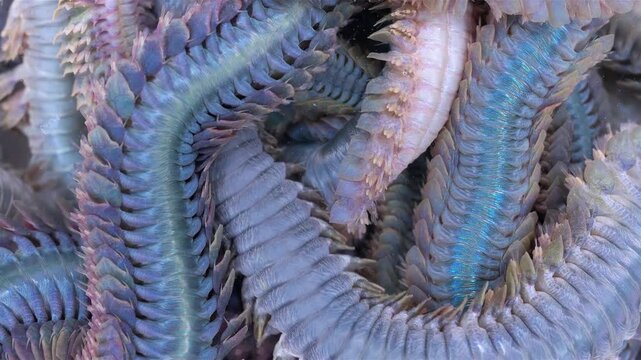 Worm Polychaeta Nereis virens (Alitta virens) from family Nereididae close-up. Many beautiful worms squirm. White Sea
