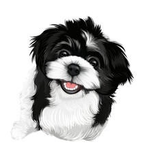 puppy black Shizu dog illustration hand drawing 