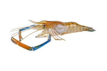 Fresh shrimp,prawn transparent png