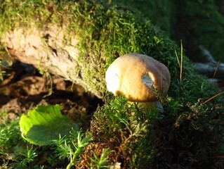 Beautiful white mushroom in green moss in the forest next to a dry branch. Native forest backgrounds with edible mushrooms.