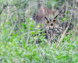 Indian eagle Owl