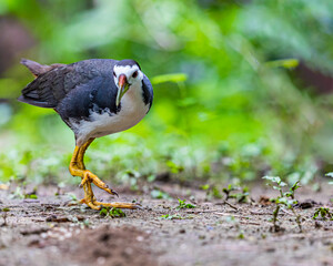 White Chested Waterhen