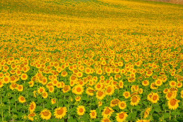 field of sunflowers