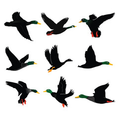 A group of ducks are flying in the open sky