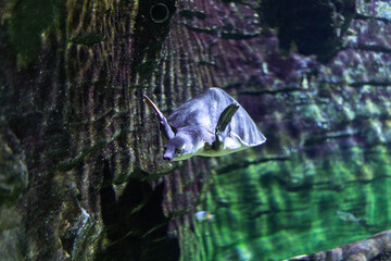 Freshwater Turtle Swimming in an Aquarium