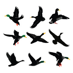 A group of ducks are flying in the open sky