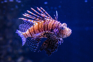 Striking Lionfish with Vibrant Stripes in Deep Blue Sea..