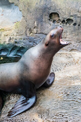 Steller Sea Lion Roaring