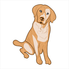 Cute Golden Retriever Dog Vector illustration. Golden Retriever hand-drawn Vector