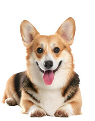Obraz premium Pembroke corgi dog, laying on a transparent background.