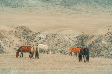 Horses graze in the foothills against the backdrop of the mountains