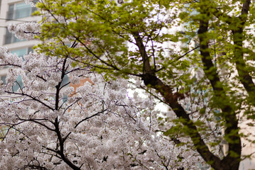 벚꽃나무의 확짝 피어 있는 벚꽃들 