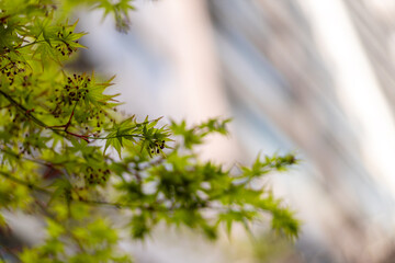 건물 배경의 싱그러운 초록색 나뭇잎 