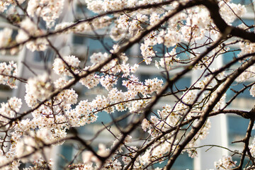 가지에 달려 있는 활짝 핀 벚꽃 