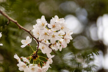 가지에 달려 있는 활짝 핀 벚꽃 