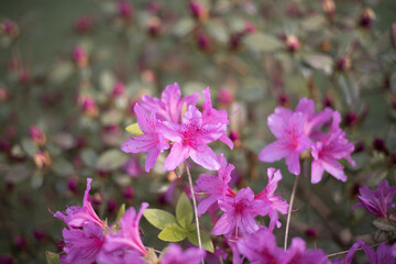 아름답게 피어 있는 분홍색 철쭉꽃 
