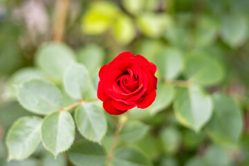 아름답게 피어 있는 붉은색 장미 