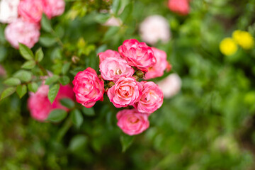 아름답게 피어 있는 핑크색 장미 