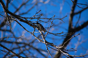 Woodpecker on a Tree Branch 