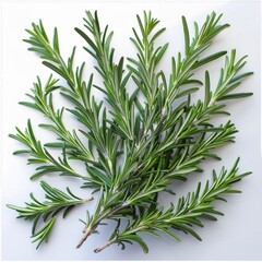rosemary twig isolated on white