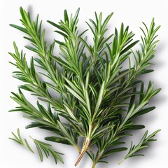 rosemary