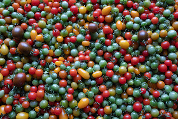 Background from multicolor tomatoes. Red yellow green cherry tomatoes for publication, poster, screensaver, wallpaper, postcard, banner, cover, post. Tomato backdrop. High quality photo