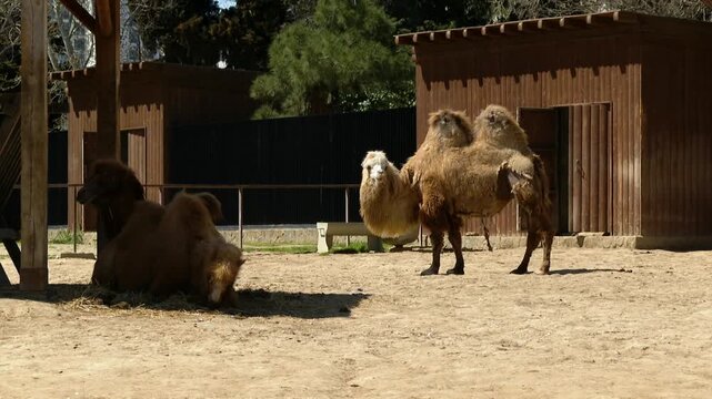 Camels in the sun at the zoo