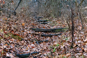 leaves on the ground