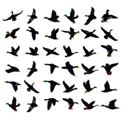 A group of ducks are flying in the open sky