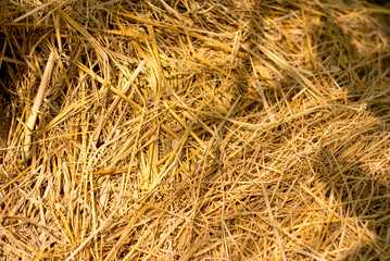 Closeup of dry hay, a natural material, perfect for rustic backgrounds.