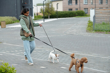 Obraz premium Cute African American teenage girl holding leashes of two dogs while moving after them down sidewalk along wide road