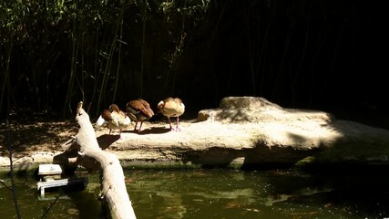 Ducks preen their feathers at the zoo