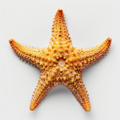 Vivid Orange Starfish Close-up on Ocean Floor - Marine Biology Concept