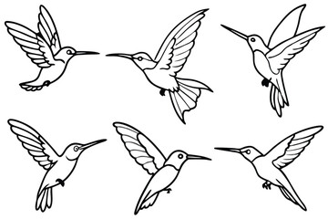Hummingbird line art illustration Design Concepts