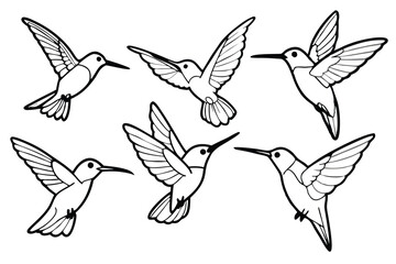Hummingbird line art illustration Design Concepts