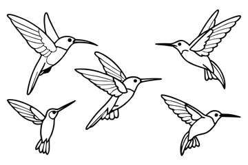 Hummingbird line art illustration Design Concepts