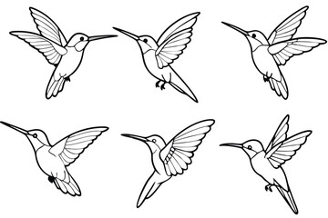 Hummingbird line art illustration Design Concepts