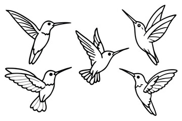 Hummingbird line art illustration Design Concepts