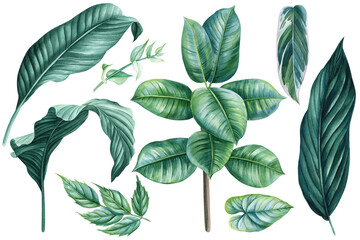 Fototapeta premium Leaves isolated on white. Tropical leaves. Hand drawn watercolor illustration, green plant clipart, ficus and palm leaf
